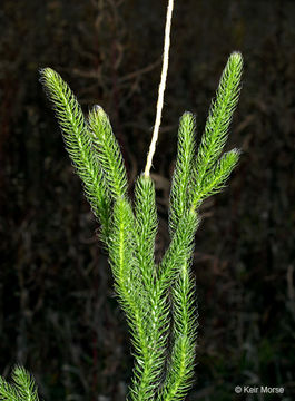 Lycopodium lagopus (Laest. ex C. Hartm.) G. Zinserl. ex Kuzeneva-Prochorova的圖片