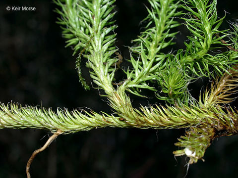 Image of one-cone clubmoss