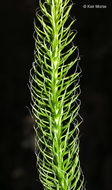 Image of one-cone clubmoss