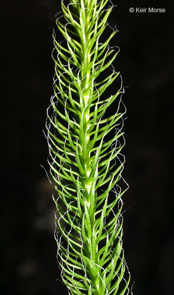 Image de Lycopodium lagopus (Laest. ex C. Hartm.) G. Zinserl. ex Kuzeneva-Prochorova