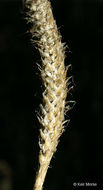 Imagem de Lycopodium lagopus (Laest. ex C. Hartm.) G. Zinserl. ex Kuzeneva-Prochorova