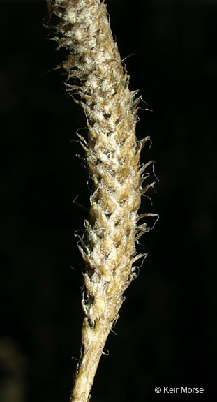 Image of one-cone clubmoss