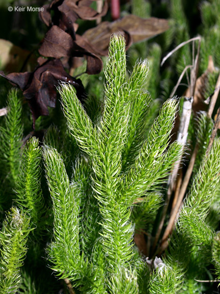 Image of one-cone clubmoss