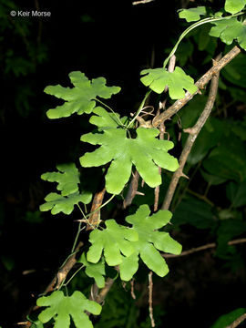 Image de Lygodium palmatum (Bernh.) Sw.