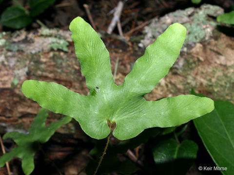 Image of American climbing fern