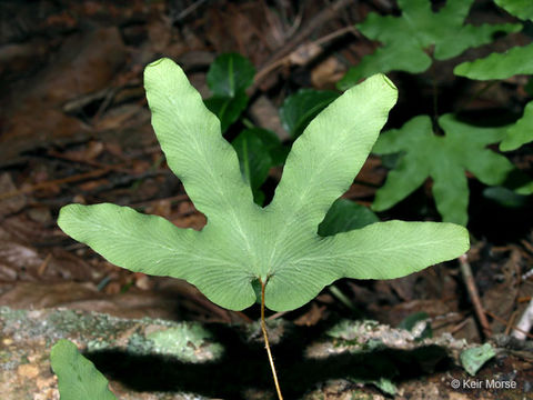 Plancia ëd Lygodium palmatum (Bernh.) Sw.