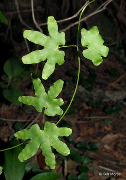 Plancia ëd Lygodium palmatum (Bernh.) Sw.