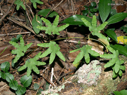 Image of American climbing fern