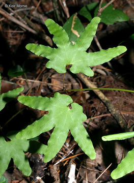 Image of American climbing fern