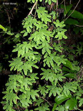 Image of American climbing fern