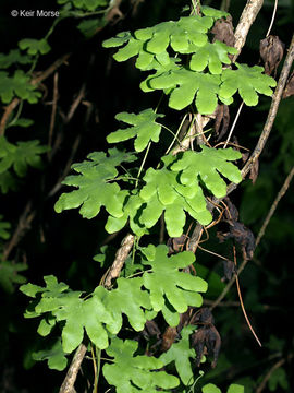 Image of American climbing fern