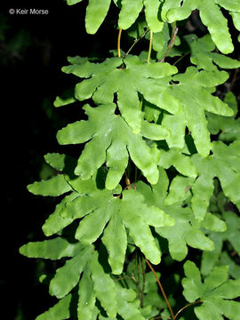 Image of American climbing fern