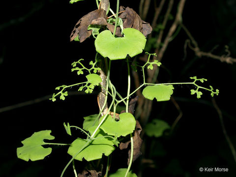 Image of American climbing fern