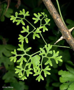 Image of American climbing fern