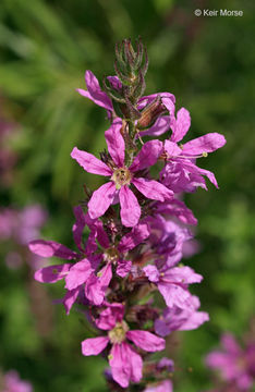 Plancia ëd Lythrum salicaria L.