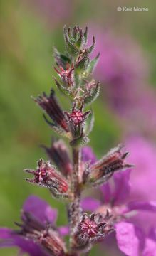 Plancia ëd Lythrum salicaria L.