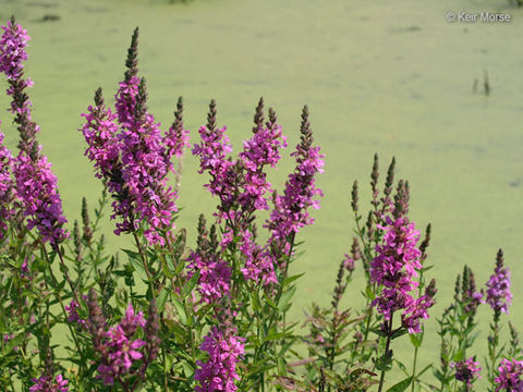 Plancia ëd Lythrum salicaria L.