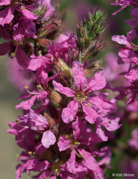 Image of Purple Loosestrife