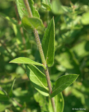 Plancia ëd Lythrum salicaria L.