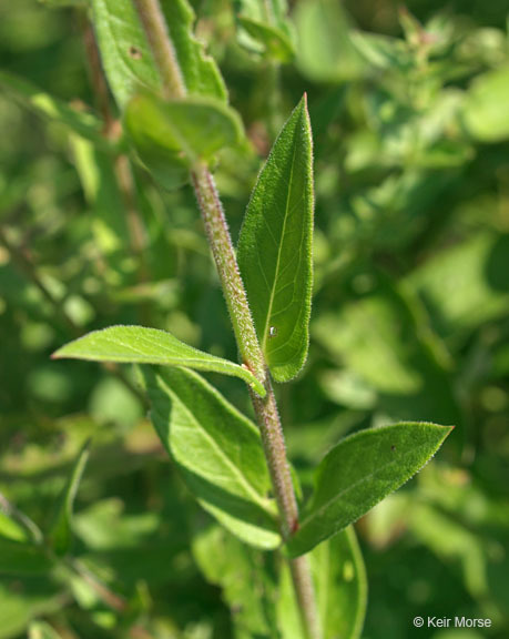 Image of Purple Loosestrife