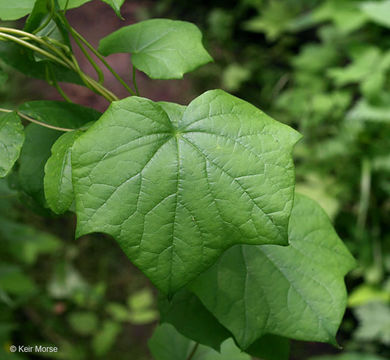 Image of common moonseed