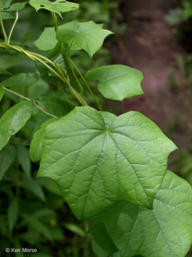 Image of common moonseed