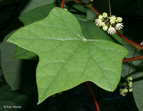 Image of common moonseed