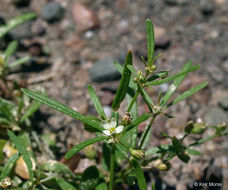 Image of green carpetweed