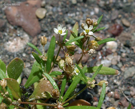 Plancia ëd Mollugo verticillata L.