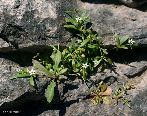 Image of green carpetweed