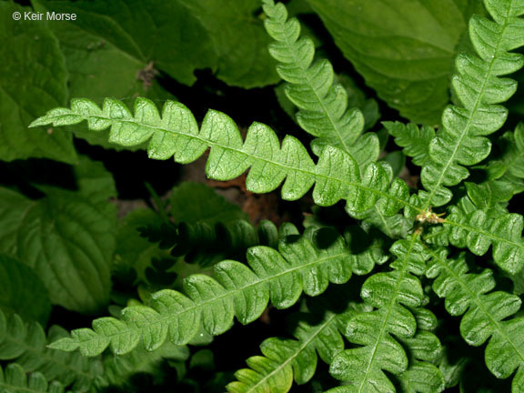 Image of sweet fern