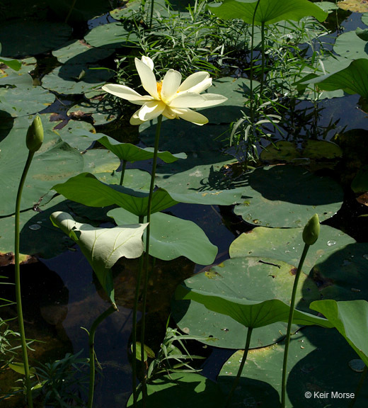 American lotus - Encyclopedia of Life