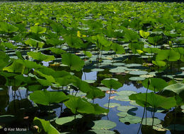 Image of American lotus