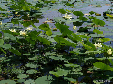 Image of American lotus