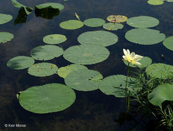 Image of American lotus