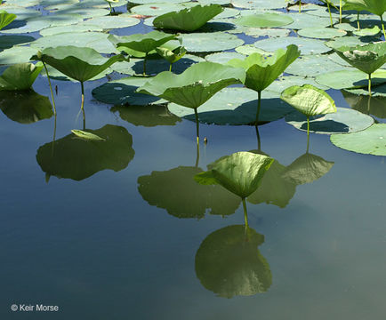 Image of American lotus