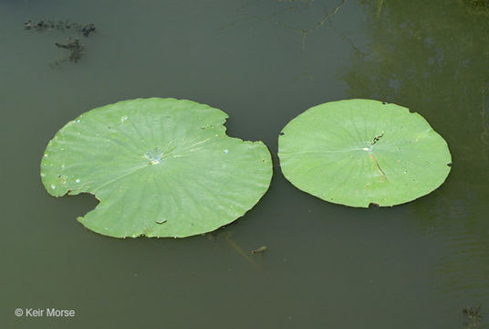 Image of American lotus