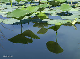 Image of American lotus