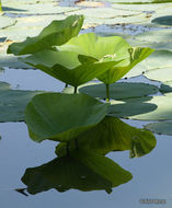 Image of American lotus