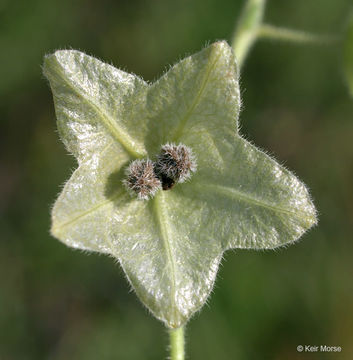 Image of Mirabilis albida (Walt.) Heimerl