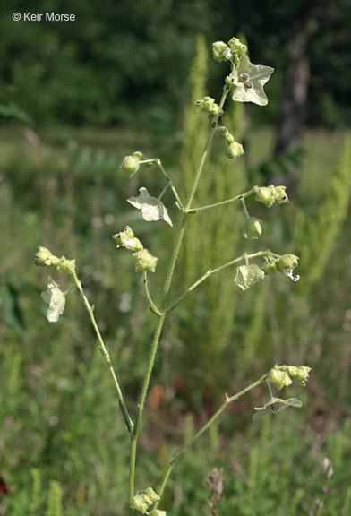 Image of Mirabilis albida (Walt.) Heimerl