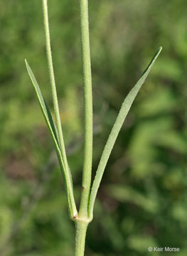 Image of Mirabilis albida (Walt.) Heimerl