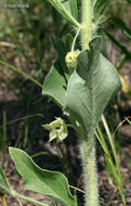 Image of Mirabilis albida (Walt.) Heimerl