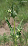 Image of Mirabilis albida (Walt.) Heimerl