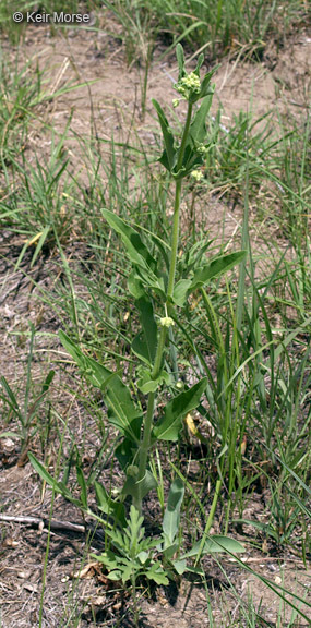 Image of Mirabilis albida (Walt.) Heimerl