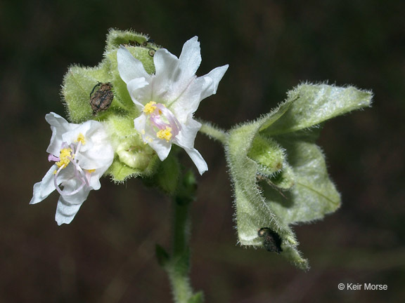 Image of Mirabilis albida (Walt.) Heimerl