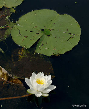 Image of American white waterlily