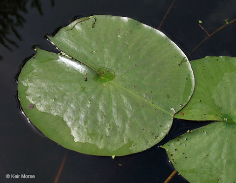 Image of American white waterlily