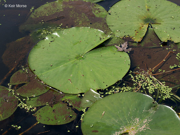 Image of American white waterlily