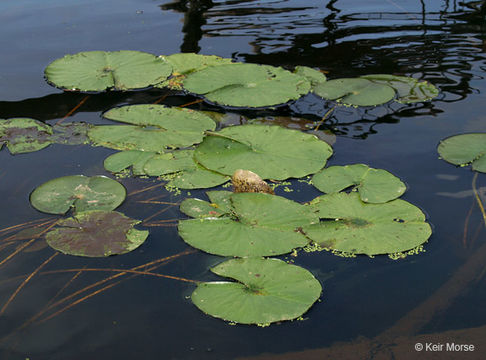 Image of American white waterlily